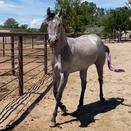 Ramblin' Heartbreaker (American Mustang)