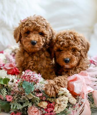 Goldendoodle Puppies For Sale Massachusetts American Goldendoodle