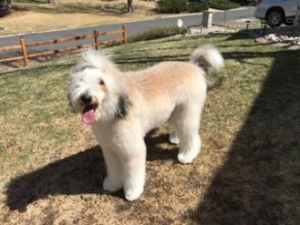 light adult sable bernedoodle