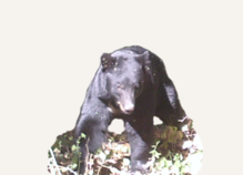 Hunting Black Bear Virginia