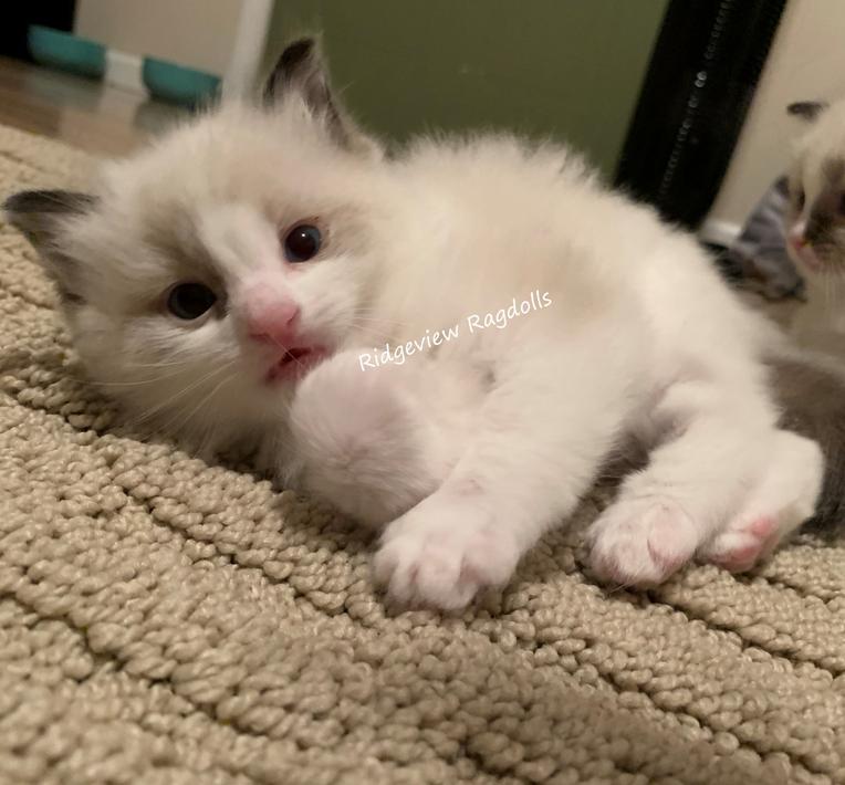 Ragdoll Kittens for sale