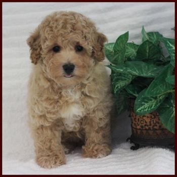 Bichpoo puppy for sale near me