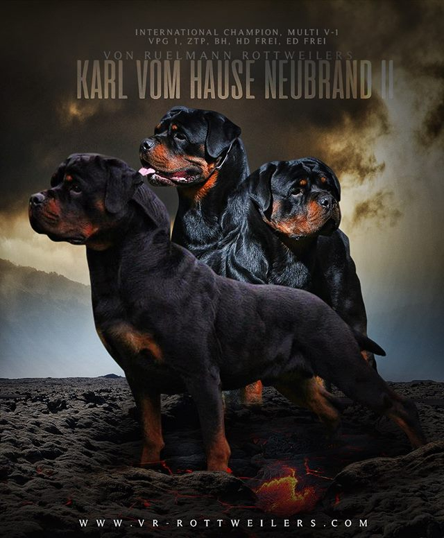 German rottweiler best sale champion bloodline