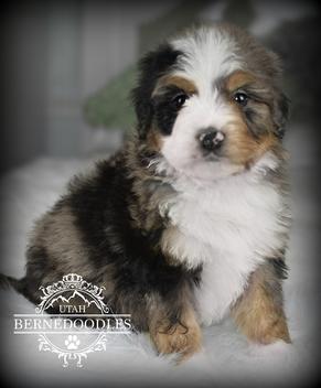 Bernedoodle Puppies