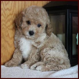 toy poodle bichon mix puppy