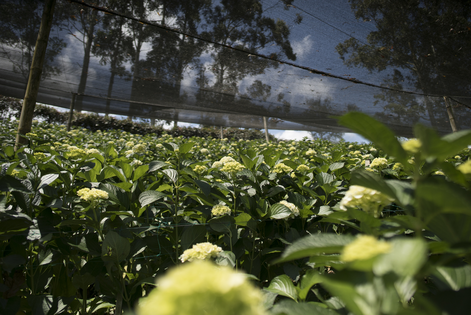 Sunshine flowers, hydrangeas, hortensias, exportadores, flores colombianas,  sunshine, colombian hydrangeas