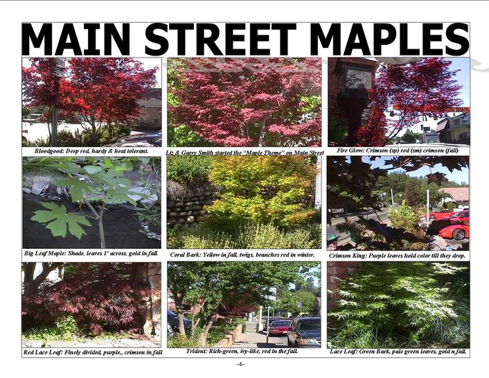 Main Street Maples Placerville Community Pride Volunteers Archives Josette Johnson http://www.josettejohnson.com