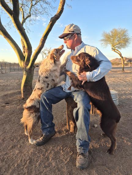 Australian shepherd