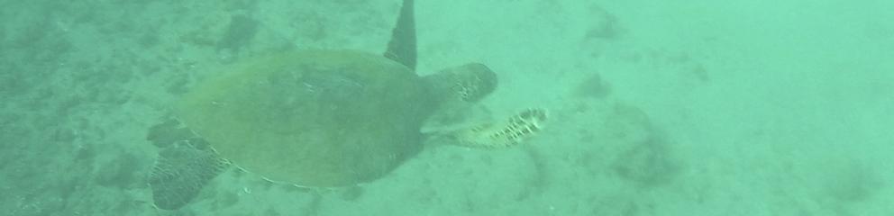 Sea turtle under water