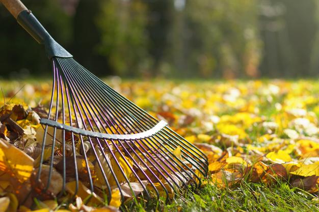 Raking Leaves