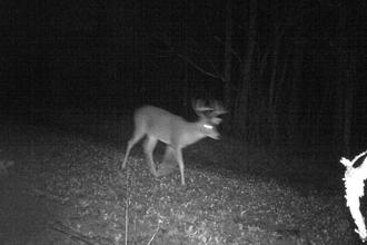 trail cam photo