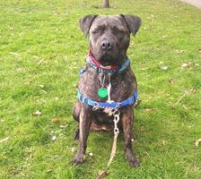 Staffordshire Bull Terrier Barks In The Parks Dog Walker