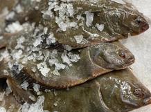 Whole Flounder