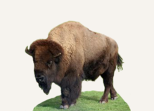 Bison Hunting