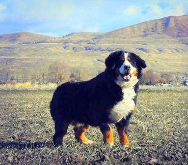 Bernese Female Dogs - Bernedoodles Breeder