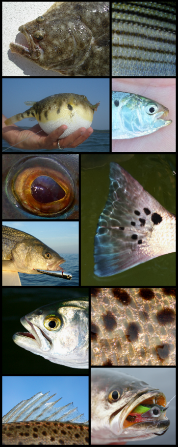 Virginia Fly Fishing Guide & Light Tackle Fishing Charter on Chesapeake Bay