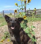 Slider-Dog Mascot for Elements Mountain Compost