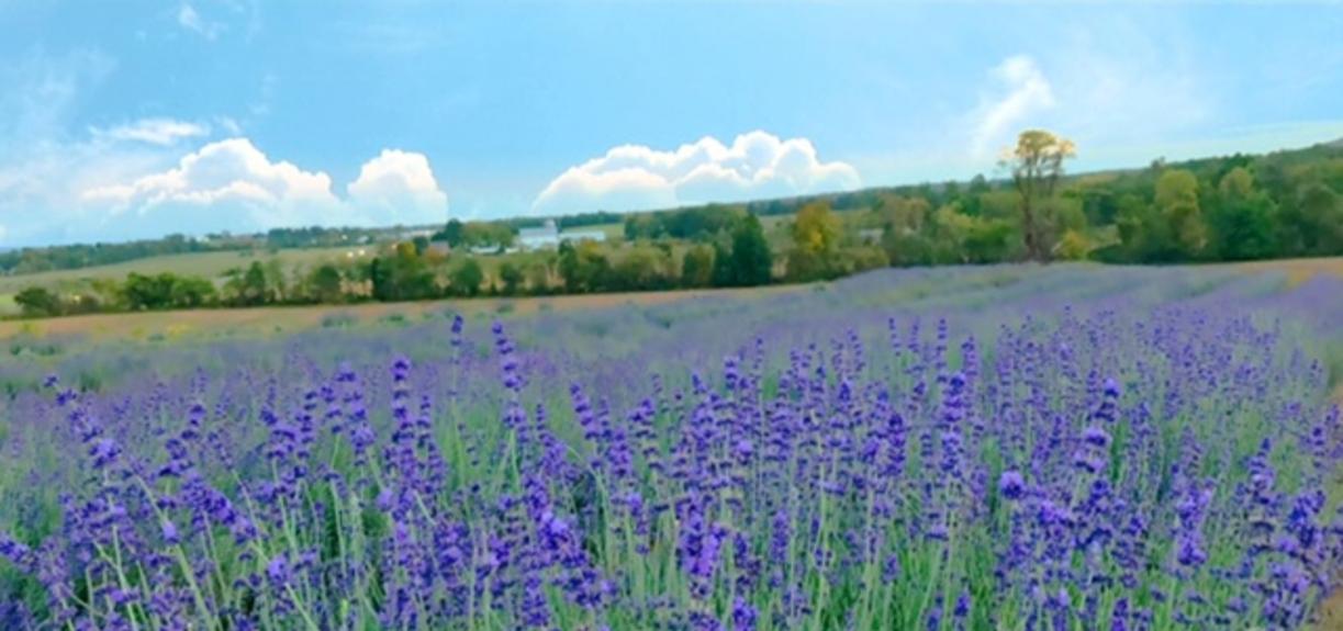 Maryland Lavender Farm, Maryland Lavender Fields, Frederick Lavender