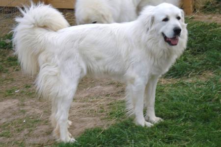 Great Pyrenees puppies ~ Wells' Providence AKC Registered Livestock Guardian Dogs and puppies