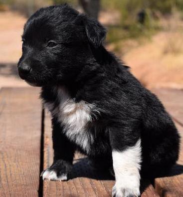 Australian shepherd puppies for sale