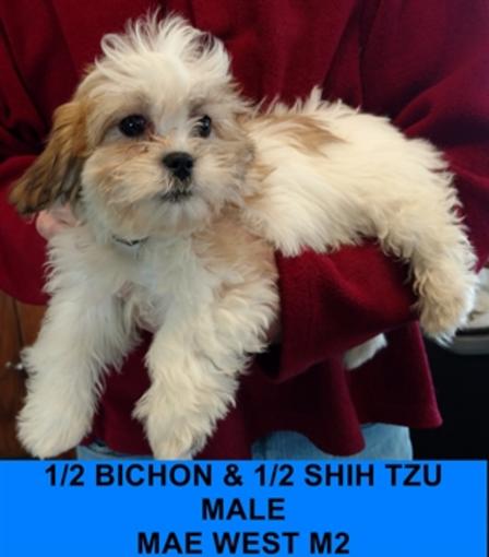 teddy bear shih tzu poodle mix