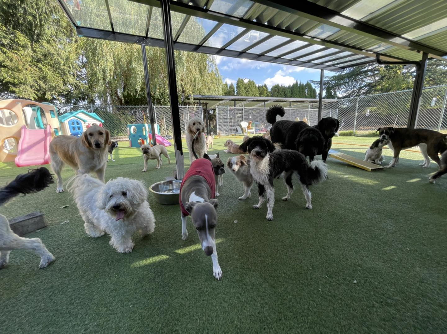 Dog day care clearance center