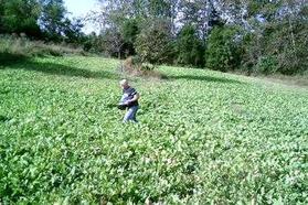 kentucky food plot