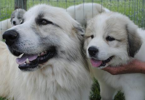 Great Pyrenees puppies ~ Wells' Providence AKC Registered Livestock Guardian Dogs and puppies
