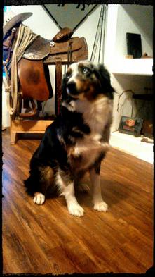 Dog names Copper