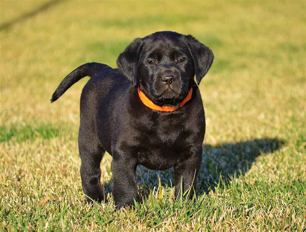 Apple head hot sale labrador