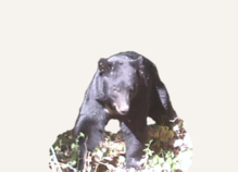 Hunting Black Bear Utah