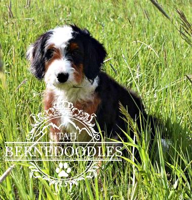 Mini Bernedoodle
