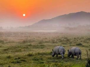 Kaziranga National Park Tour Packages Tourism Trip Best Holidays