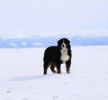 Bernedoodle