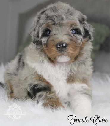 f1b mini bernedoodle