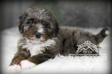 Bernedoodle Merle