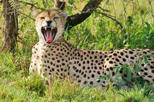 The cheetah pictures from Africa Safari in Tanzania