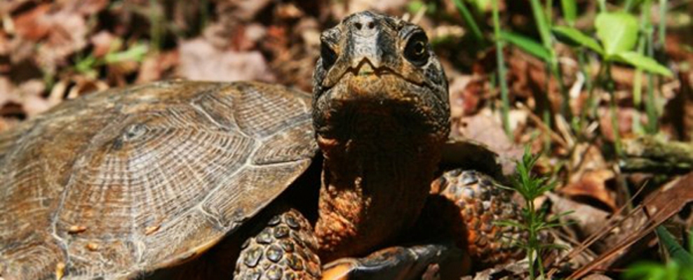 Mid-atlantic Turtle & Tortoise Society - Online