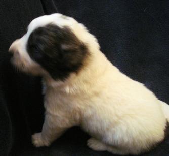 Great Pyrenees puppies ~ Wells' Providence AKC Registered Livestock Guardian Dogs and puppies