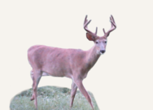 Hunting Deer Maryland