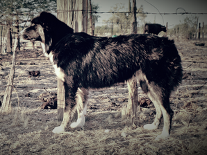 herding dog breeders