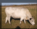 RLC Farms MN LLC British White Cattle