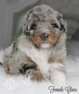 Tiny Bernedoodle