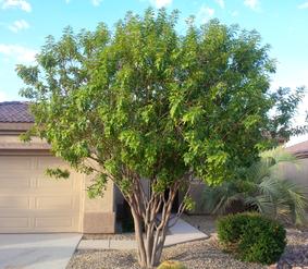 sumac african tree pruning az