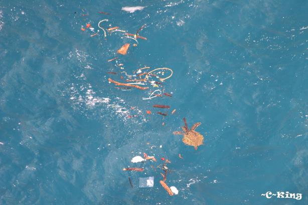 Kahoolawe sea turtle swimming amongst marine debris