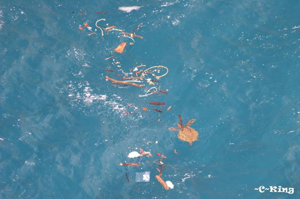 Kahoolawe sea turtle swimming amongst marine debris