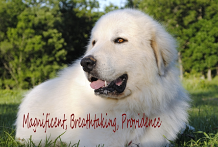 Wells Providence Great Pyrenees