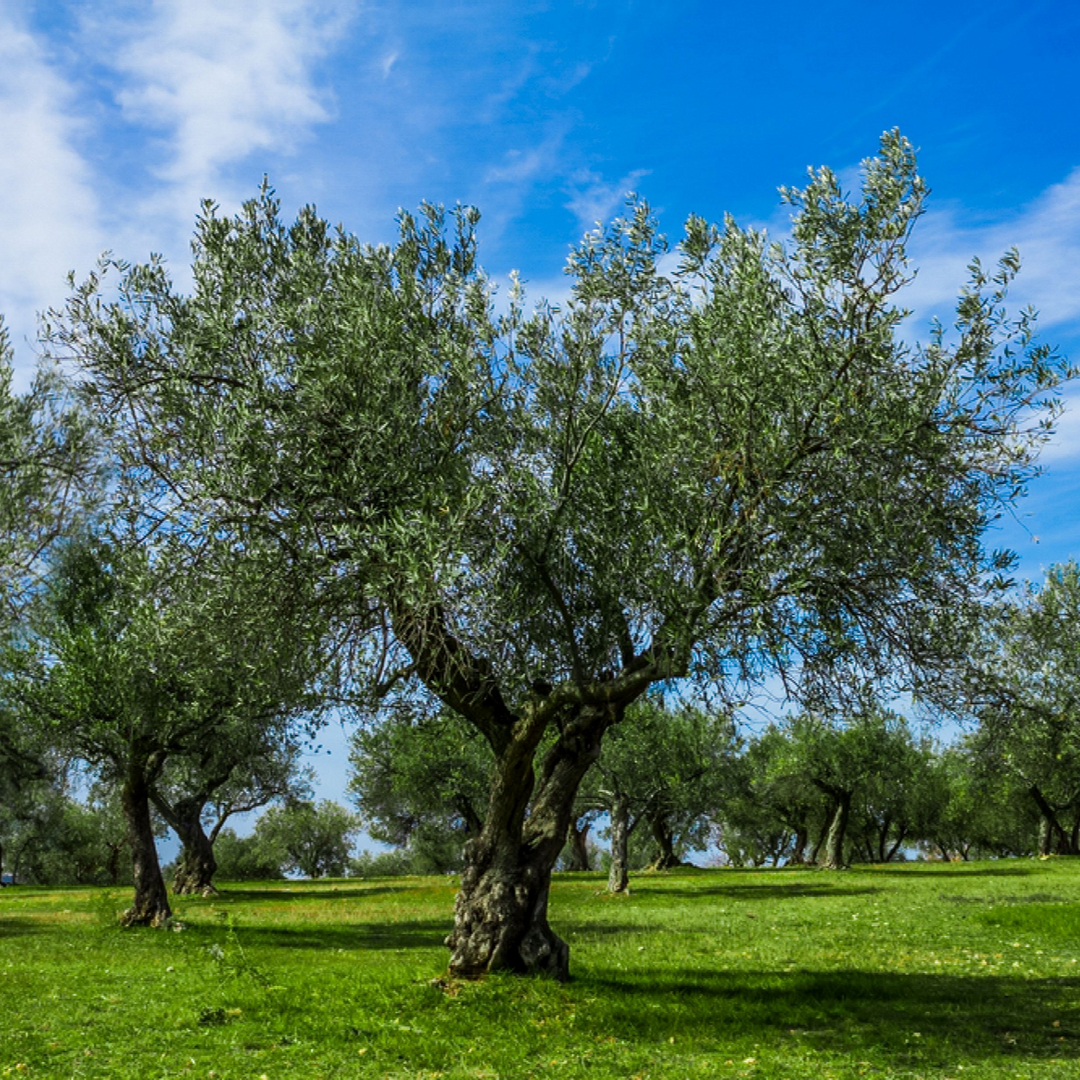 Do Olive Trees Flower? - Olive Grove Oundle