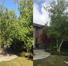b&a of Birch Tree Trimming, Grimsby Tree Trimming Service