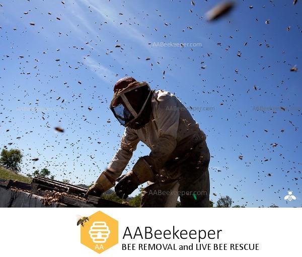 San Diego Bee removal
